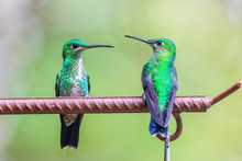 Pair Of Green-crowned Brilliant Hummingbirds