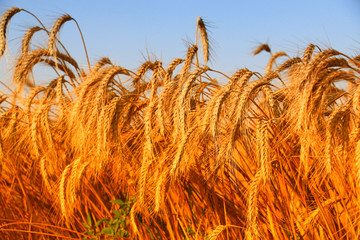 Canvas Print - Detail of the Barley Spike