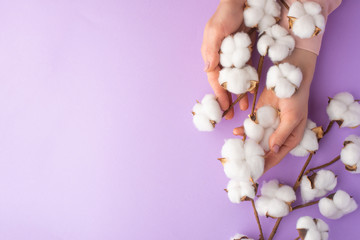 Wall Mural - well-groomed female hands with white delicate cotton flowers with space for design, on a purple background