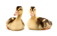 Funny Duckling Of A Wild Duck On A White Background. Cute, Furry.