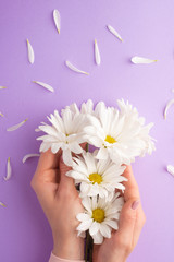 Wall Mural - Flat lay.Gentle female hands with white delicate flowers.art photo, top view, vertical photo