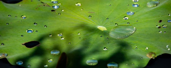 Beautiful green Lotus leaf with pearling water drops on surface in bright sunny day.