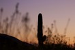 Cactus Silhouette 