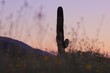 Cactus Silhouette 
