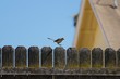 Wild Bird On Fence