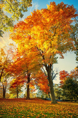 Wall Mural - colorful autumn foliage trees at a park in new england. maple tree leaves forming a beautiful golden