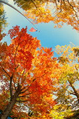 Wall Mural - american flag waving in the wind with beautiful autumn foliage tree tops against blue sky at a park 