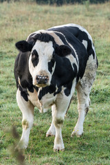 Canvas Print - cow in the field