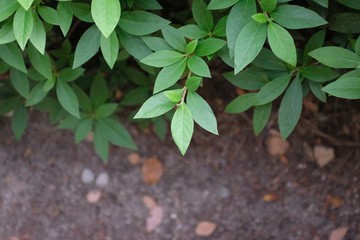 Sticker - Close shot of a plant with green leaves and a blurred background