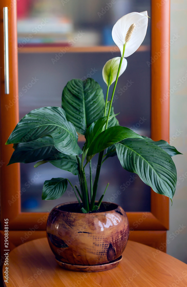 Stock-Foto Plant in pot.Spathiphyllum flower-associated with female  happiness,perfectly survives and grows in a pot in any room | Adobe Stock