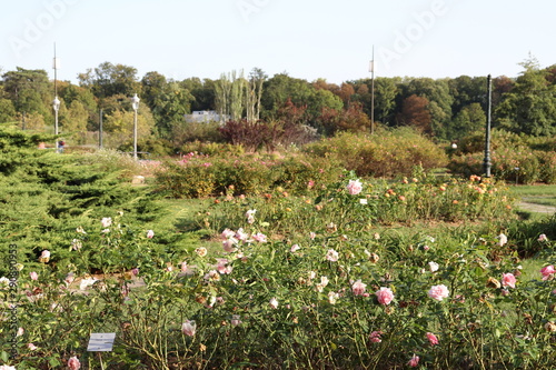 Jardin Des Roses Roseraie Parc De La Tete D Or A Lyon France Buy This Stock Photo And Explore Similar Images At Adobe Stock Adobe Stock