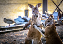 Two Kangaroos Play Fighting, Locked In An Embrace At Sunset.
