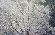 canvas print picture - Winterlandschaft - Baum mit Schnee bedeckt, Jahreszeit