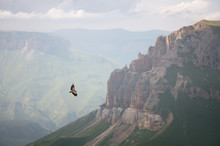 Mountain Caucasian Eagle Flies In The Sky Against The Backdrop Of Rocky Mountains And Plateaus. The Concept Of Coast And Freedom Of Choice