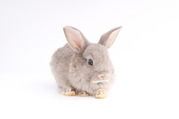 Wall Mural - Baby adorable rabbit on white background. Young cute bunny in many action and color. Lovely pet with fluffy hair. Easter has rabbit as symbol celebration. Grey lovely rabbit.