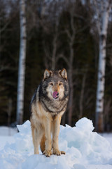 Gray wolf or grey wolf (Canis lupus)