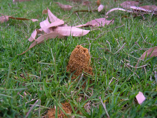 A tiny anthill in GO Edwards Park in Perth, Western Australia