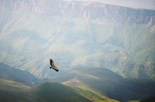 Mountain Caucasian Eagle Flies In The Sky Against The Backdrop Of Rocky Mountains And Plateaus. The Concept Of Coast And Freedom Of Choice