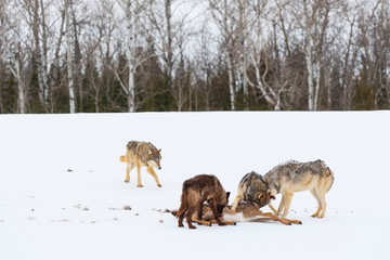 Gray wolf or grey wolf (Canis lupus)