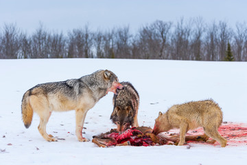 Gray wolf or grey wolf (Canis lupus)