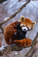 Wall Mural - Red panda (Ailurus fulgens), also called lesser panda, red bear-cat, and red cat-bear