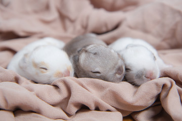Wall Mural - Baby beautiful bunny sleeping on blanket. Adorable newborn rabbit taking a nap. Young pet rabbit is a cute  and friendly friend