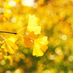 Wall Mural - design concept - beautiful yellow ginkgo, gingko biloba tree leaf in autumn season in sunny day with