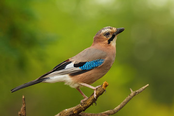 Single ordinary jay sitting on tree branch