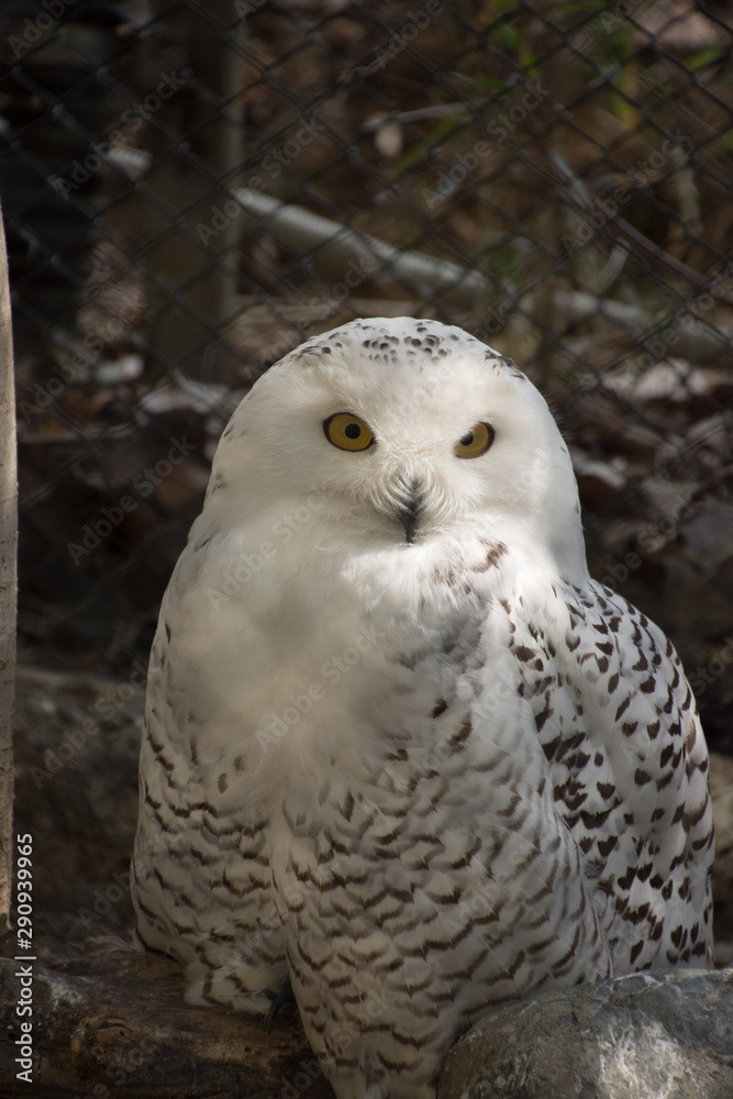 Obraz Premium 白梟 Sowy Obraz Premium