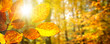 Banner Herbstwald im Gegenlicht