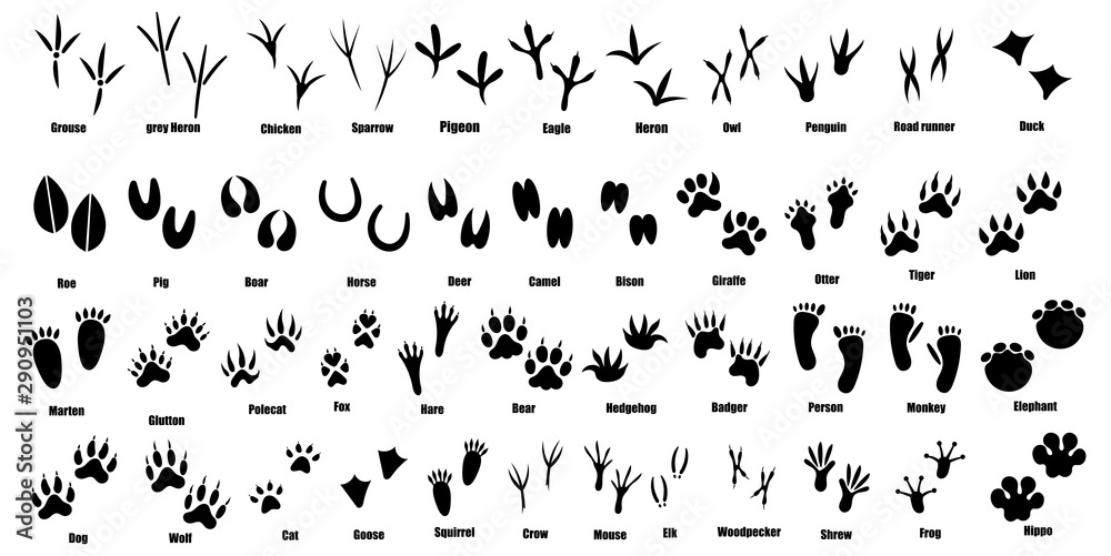 Set of traces of animals and birds. Collection of silhouetted footprints of wild animals. Vector illustration for children. Black-white drawing of the trail from the paws of forest residents. - obrazy, fototapety, plakaty 