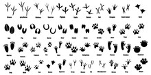 Set Of Traces Of Animals And Birds. Collection Of Silhouetted Footprints Of Wild Animals. Vector Illustration For Children. Black-white Drawing Of The Trail From The Paws Of Forest Residents.