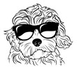 Portrait of a dog in glasses. Vector heads of dog breeds of goldendoodle . Black-white drawing of pets .