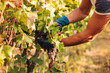 © sabino.parente - PUGLIA / ITALY -  SEPTEMBER 2019: Seasonal harvesting of Primitivo grapes in the vineyard