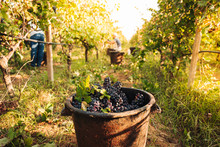 PUGLIA / ITALY -  SEPTEMBER 2019: Seasonal Harvesting Of Primitivo Grapes In The Vineyard