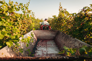 Sticker - PUGLIA / ITALY -  SEPTEMBER 2019: Seasonal harvesting of Primitivo grapes in the vineyard