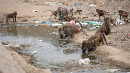 baboon drinking from polluted water  with plastic 