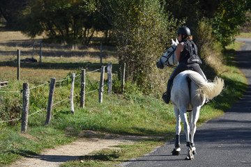 Sticker - cheval chevaux equitation cavalier