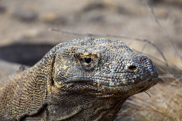 Naklejka na meble Komodo Dragon close up KOMODO ISLAND