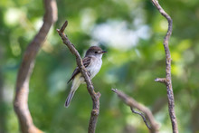 A Willow Flycatcher (Empidonax Traillii) Is A Small Insect-eating, Neotropical Migrant Bird Of The Tyrant Flycatcher Family Perched On A Branch In The Forest With A Green Background In BC, Canada