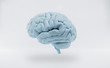 Menschliches Gehirn vor weißem Hintergrund