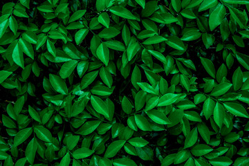  streszczenie zielony liść naturalne tło, liść tropikalny, mały zielony liść