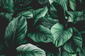 Papier Peint - leaves of spathiphyllum cannifolium, abstract green texture, nature background, tropical leaf