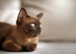 © Anna - Cute european chocolate burmese kitten cat