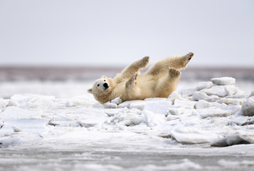 Wall Mural - Polar Bear Cub, Kaktovik, Alaska, USA