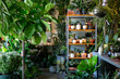 © Deidre - Modern plant store with planter pots on shelf for sale