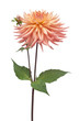 acute petals flower shape star orange fluffy pink Dahlia isolated on white background