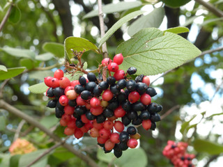 Sticker - red and black viburnum berries on a branch