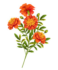 Wall Mural - Marigold Flowers Vector