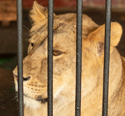 Canvas Print - Portrait of a lion in the zoo